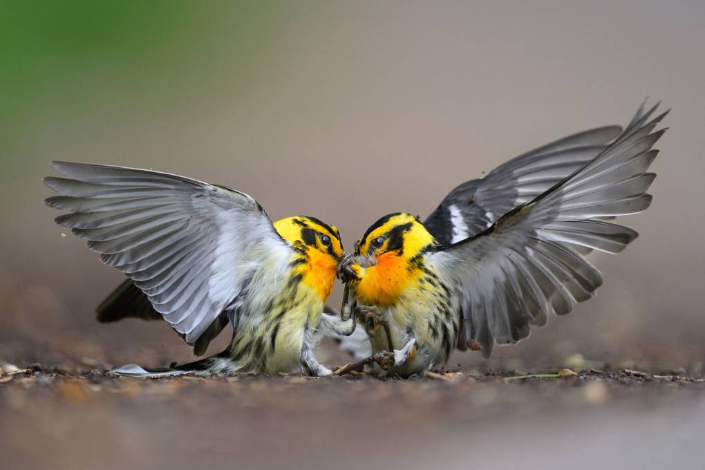See Bay Area Winners of the 2024 Audubon Photography Awards |  KQED