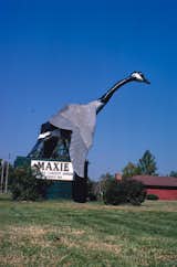 Maxie, the world's largest goose, Sumner, Missouri.